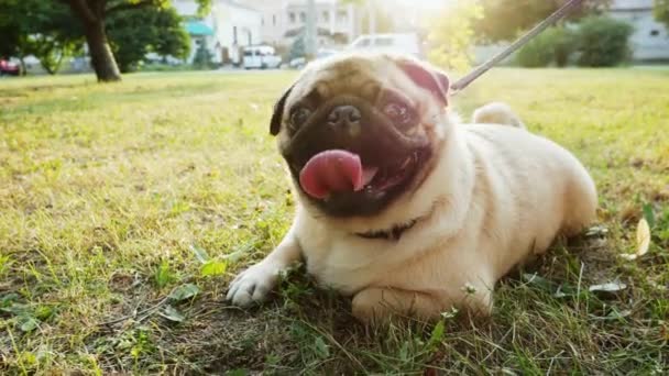 Lindo perro joven pug se encuentra en la hierba en el parque de la ciudad al atardecer — Vídeo de stock