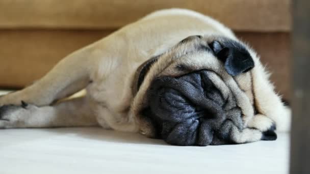 Ciccione cane carlino divertente dormire a casa, riposare dopo una passeggiata, stanco e pigro — Video Stock