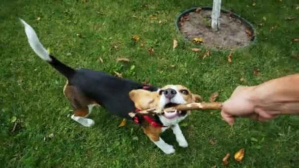 POV shot: Perro beagle feliz jugando con palo de madera durante la caminata nocturna — Vídeos de Stock