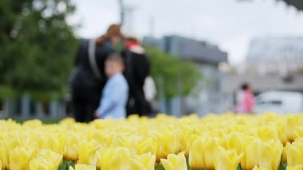 Gele tulpen bloeien in prachtig park, veel bloemen — Stockvideo