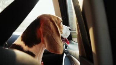 Sakin beagle köpek arabada oturan ve gün batımında bir gezi pencereye bakar