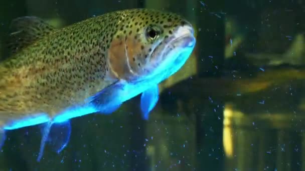 Truite poissonneuse dans l'aquarium du marché aux poissons, gros plan — Video