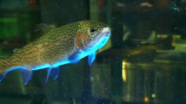 Живая рыба в магазине аквариумов на рыбном рынке, крупный план — стоковое видео