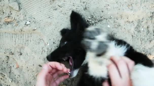 Крупный план портрет игривого щенка, женские руки гладят и царапают маленького милого щенка на пляже, собака кусает и смотрит в камеру — стоковое видео