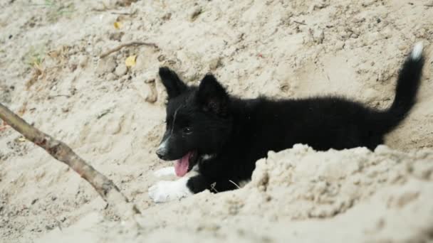 Játékos vicces kiskutya játszik a homok a strandon, csúszik le a gyomorból egy homokdomb — Stock videók