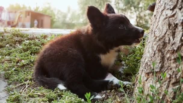Mignon chiot sans abri se trouve sur l'herbe à la campagne sur le coucher du soleil renifler un arbre 