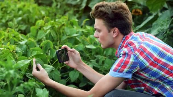 Mladý farmář, který zkoumá listí na rostlině, fotografuje list na mobilním telefonu, pracuje na poli při západu slunce — Stock video