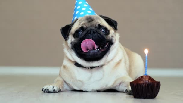 Cute zabawny pies z czapką i tort urodzinowy ze świecą — Wideo stockowe