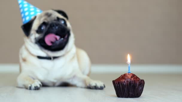 Nahaufnahme der Geburtstagstorte mit Kerze, lustiger Mops-Hund mit Party-Hut auf Hintergrund — Stockvideo
