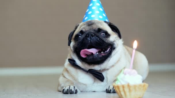 Portrait of cute funny pug dog with party hat and bow tie and birthday cake with candle — Stock Video