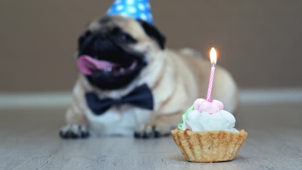 Close-up van verjaardagstaart met kaars, leuke grappige Pug Dog met partij hoed en strikje op achtergrond — Stockvideo