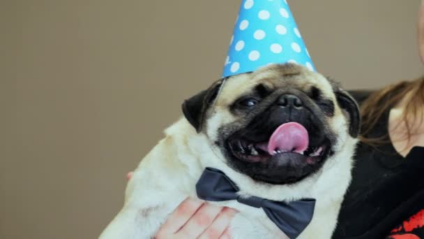 Elegante perrito de cumpleaños con sombrero de fiesta y pajarita en las manos de la mujer — Vídeos de Stock