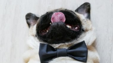 Zarif komik pug köpek yakın çekim portre, dil dışarı yapışmasını ve bir papyon giymiş sırt üstü yatan