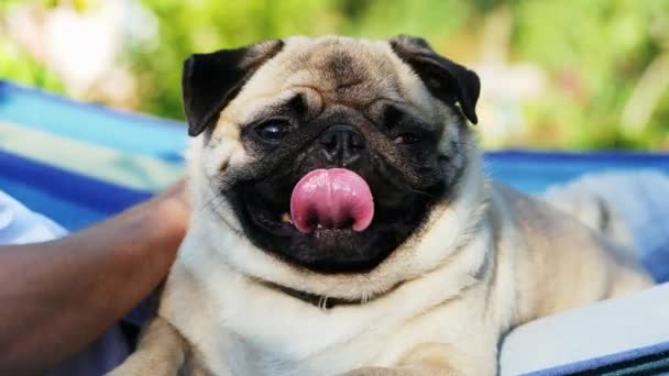 Close-up portret van schattige Pug Dog swingen in een hangmat, liggend op de handen van de eigenaar, kijkend naar camera en ontspannen — Stockvideo