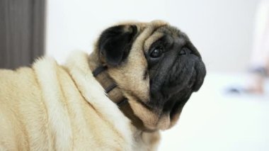 Duygusal sevimli pug köpek yakın çekim portre kameraya başını döner