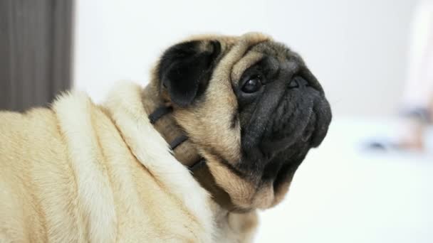 Close-up portrait of emotional cute pug dog turns his head to the camera — Stock Video