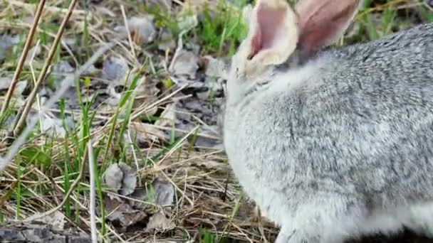 Close-up of gray rabbit eats grass in the pasture — Stock Video