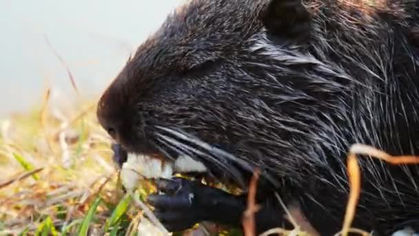 Крупный план Койпу, нутрия в дикой природе, ест овощи — стоковое видео