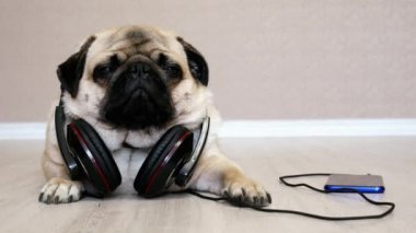 Yorgun ve sakin pug köpek kulaklık akıllı telefondan müzik dinlerken rahatlatır