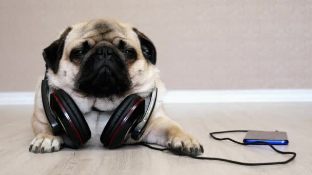 Уставшая и спокойная собака-мопс расслабляется, слушая музыку со смартфона в наушниках — стоковое видео