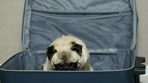 Aranyos vicces mopsz kutya ül a bőröng. Kutyautazás. — Stock videók
