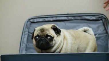 Sevimli komik pug köpek gizleme ve bavul içinde oturan, sahibi bavul açar ve köpek çeker