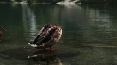 Ördek bir dağ gölünde bir taş üzerinde duruyor, arka planda bir ördek suya dalış