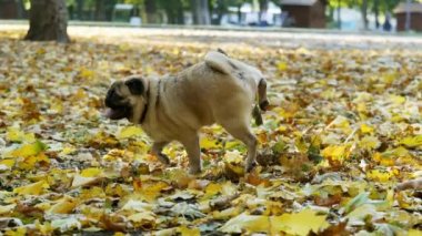 Funny pug dog pees on branch in the autumn forest then rows and scratching the ground