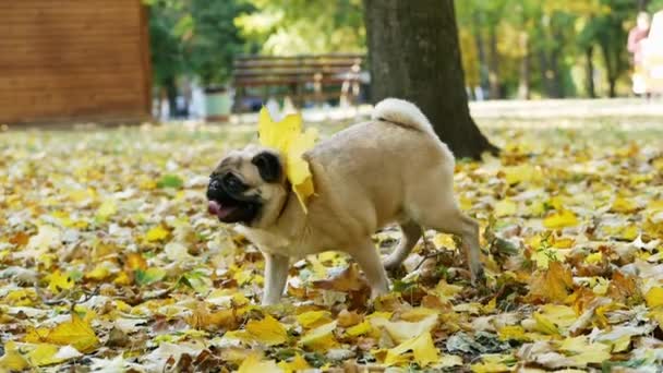 Funny pug dog pees on branch in the autumn forest then rows and scratching the ground in slow motion — Wideo stockowe