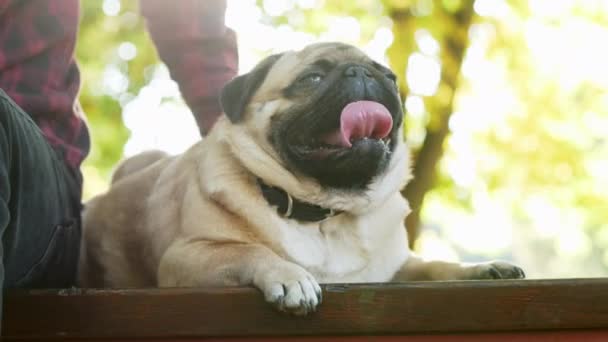 Güneşli parkta köpeğini okşayan bir adamın eli. Pug 'un komik buruşuk ağızlığı. — Stok video
