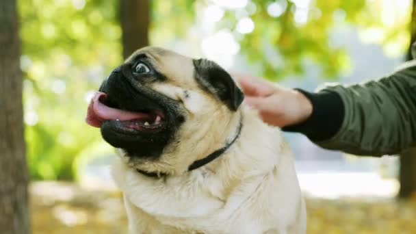Vicces ránctalan szájkosár boldog mopszliból közelről. Férfi kéz simogatja a kutyáját a parkban. — Stock videók