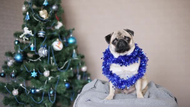 Förvånad rolig mops hund i juldräkt tittar på kameran på julgran bakgrund. Glad jul och nyårskoncept — Stockvideo