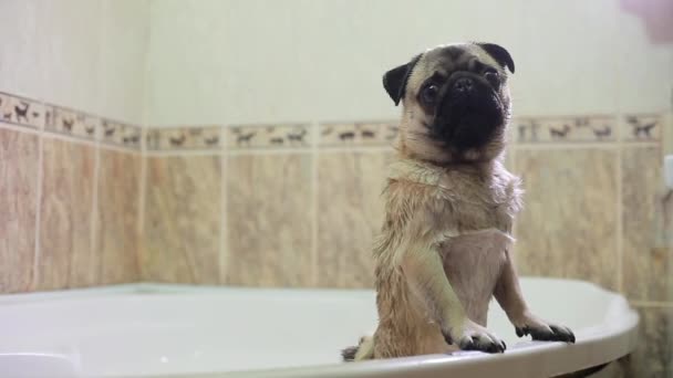 Hund im Badezimmer. Waschhund. Mops — Stockvideo