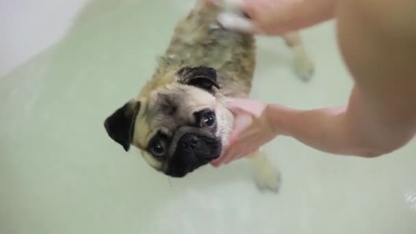 Hond in de badkamer. Washond. Pug — Stockvideo