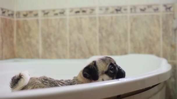 Hund im Badezimmer. Waschhund. Mops — Stockvideo