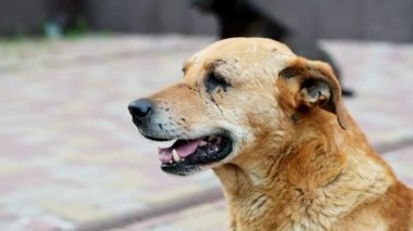 Üzgün yalnız karışık cins köpek portre, yaralı mutsuz evsiz kahverengi köpek