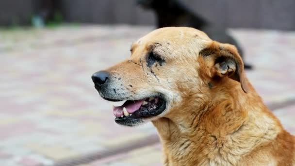 Sad lonely mixed-breed dog portrait, unhappy homeless brown dog in scarred — Stock Video