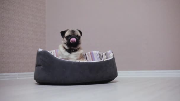 Een schattige pug hond zitten in bed, moe en lui — Stockvideo