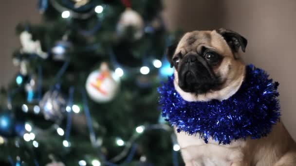 Cute pug dog in Christmas suit looking at camera on Christmas tree background. — Stock Video