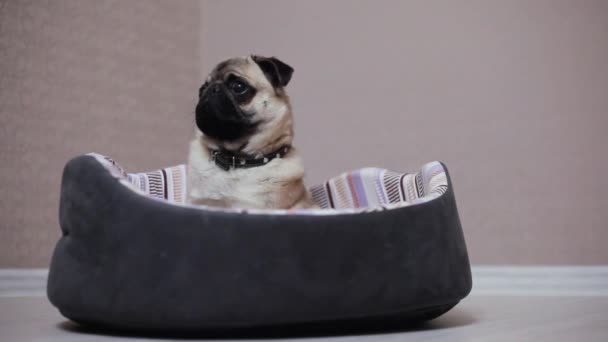 A cute pug dog sit in bed, tired and lazy — Stock Video