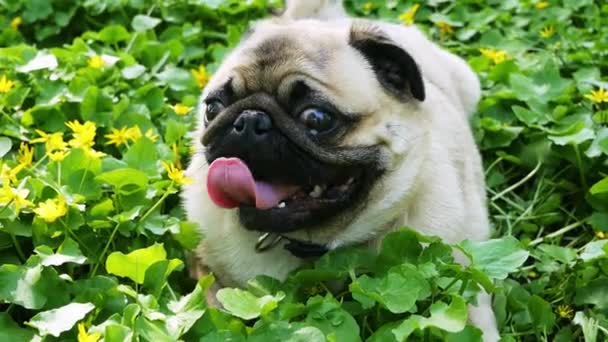 Portrait of pug dog lying on a flowering meadow in the forest breathing heavily — Stock Video