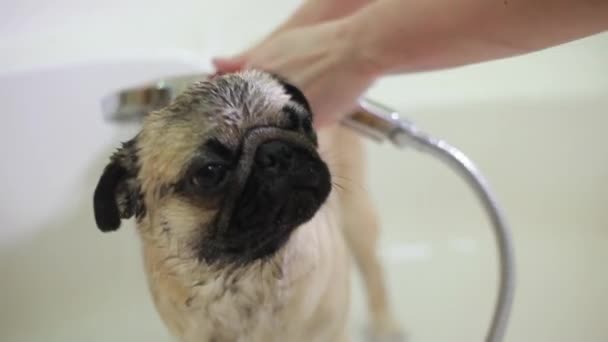 Dog in the bathroom. Washing dog. Pug — Stock Video