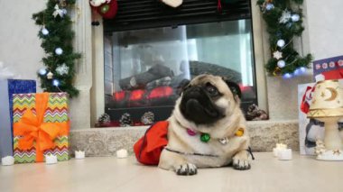 Noel kostümlü komik köpek portresi. Kameraya bakıyor. Şöminenin yanında duruyor. Noel süsleri ve hediyelerle süslenmiş. Mutlu yıllar ve mutlu Noeller.
