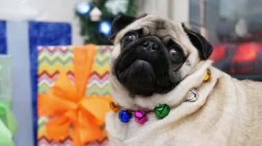 Noel kostümü giymiş, kameraya bakıp başını çeviren komik sürpriz köpek portresi.