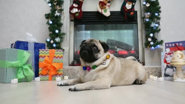 Portrait of funny surprised pug dog in christmas costume looking at camera and turns head — Stock Video
