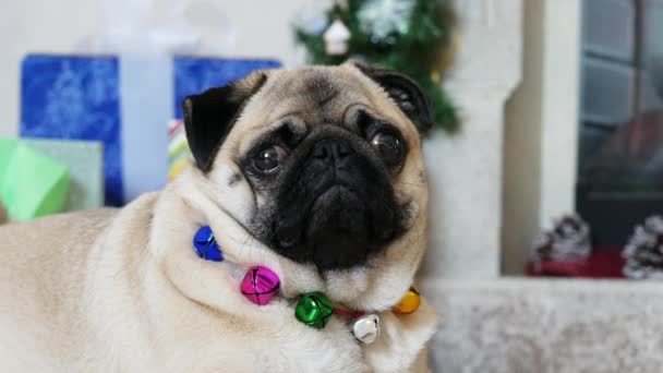 Close-up portrait of funny surprised pug dog in christmas costume looking at camera and turns head — ストック動画