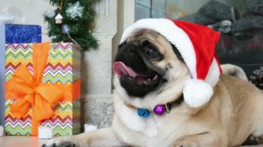 Noel kostümü giymiş komik köpek Noel Baba şapkası takıyor ve kameraya bakıyor.