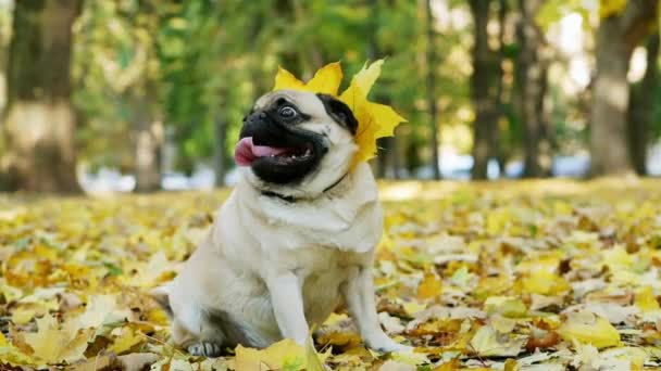 Porträtt av rolig mops hund sitter på gula blad i solig höstskog med löv halsband — Stockvideo