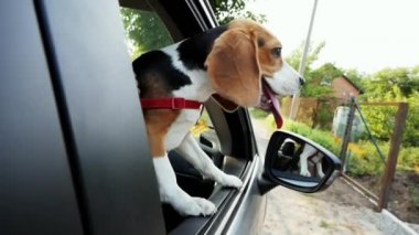 Meraklı Beagle köpek bir yolculuğa arabanın pencereden dışarı bakıyor