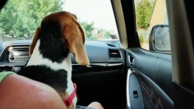 Güzel beagle köpek arabada oturan ve bir gezi pencereye bakar